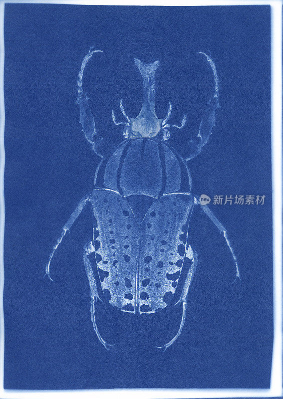 巨大的非洲果甲虫，Mecynorrhina polyphemus的氰基印刷